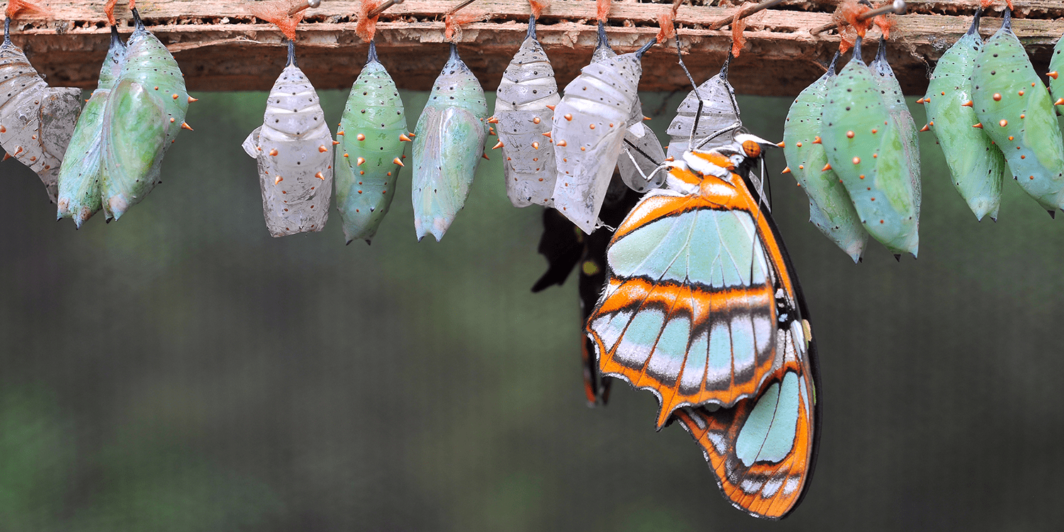 Image of one butterfly and a row of green and purple chrysalises suspended from a branch, illustrating the process of changing from a PLC to a private limited company.