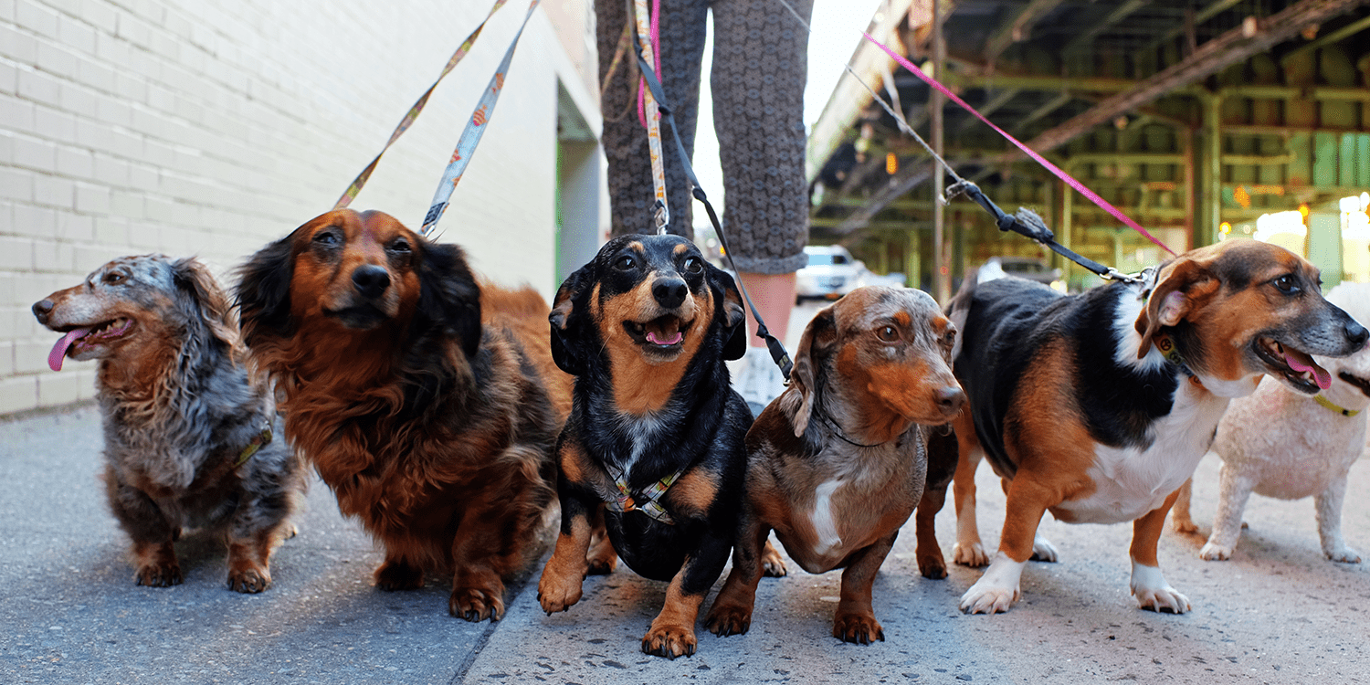 Image of a person walking 6 small dogs.