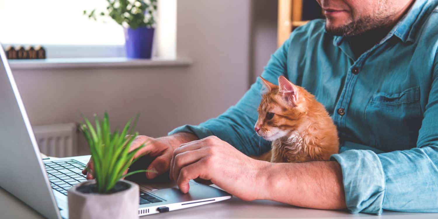 Remote worker sitting at a desk with laptop at home with a cat on his lap.